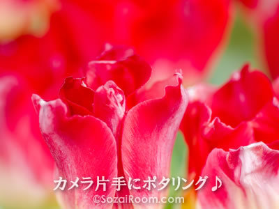 真っ赤なチューリップ