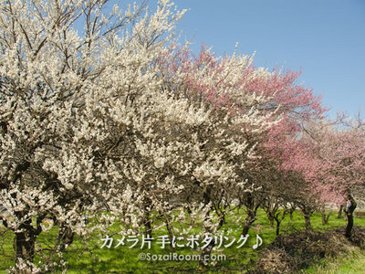 満開の梅林