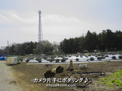 田畑の真ん中