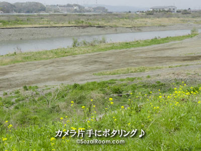 相模川の河原