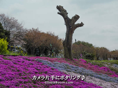芝桜の中のオーナメント