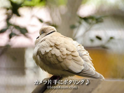 ブルブル