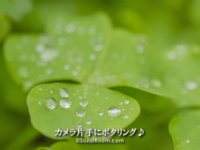 クローバーの葉っぱの上の滴