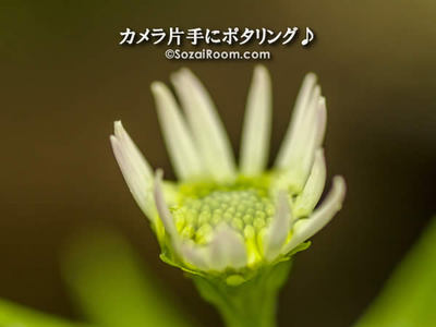 しべに滴がたまった花