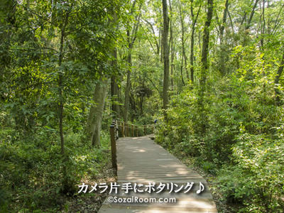 木々がたくさんある木道
