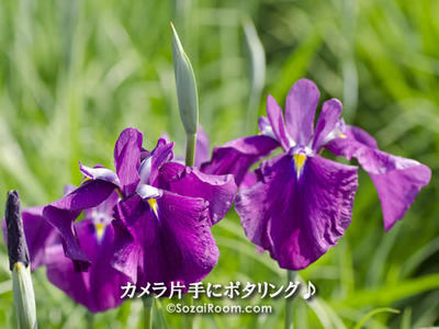 花菖蒲