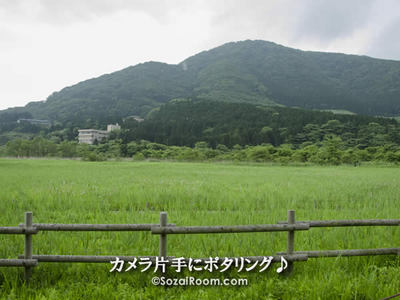 箱根湿生花園から仙石原方面を望む