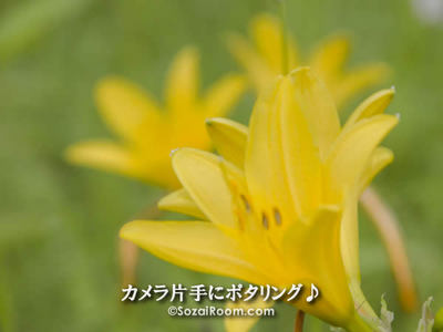 箱根湿生花園のニッコウキスゲ