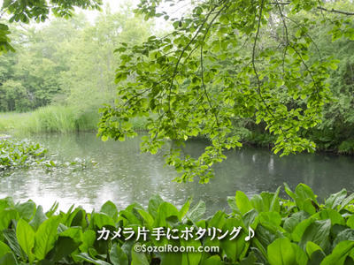 水芭蕉の池