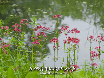 九輪草(クリンソウ)
