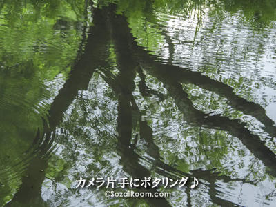 池に映り込む樹木
